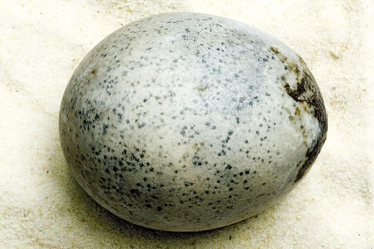 ローマ時代の生活史に新発見！？1700年前の「世界最古の卵」がイギリスで見つかった
