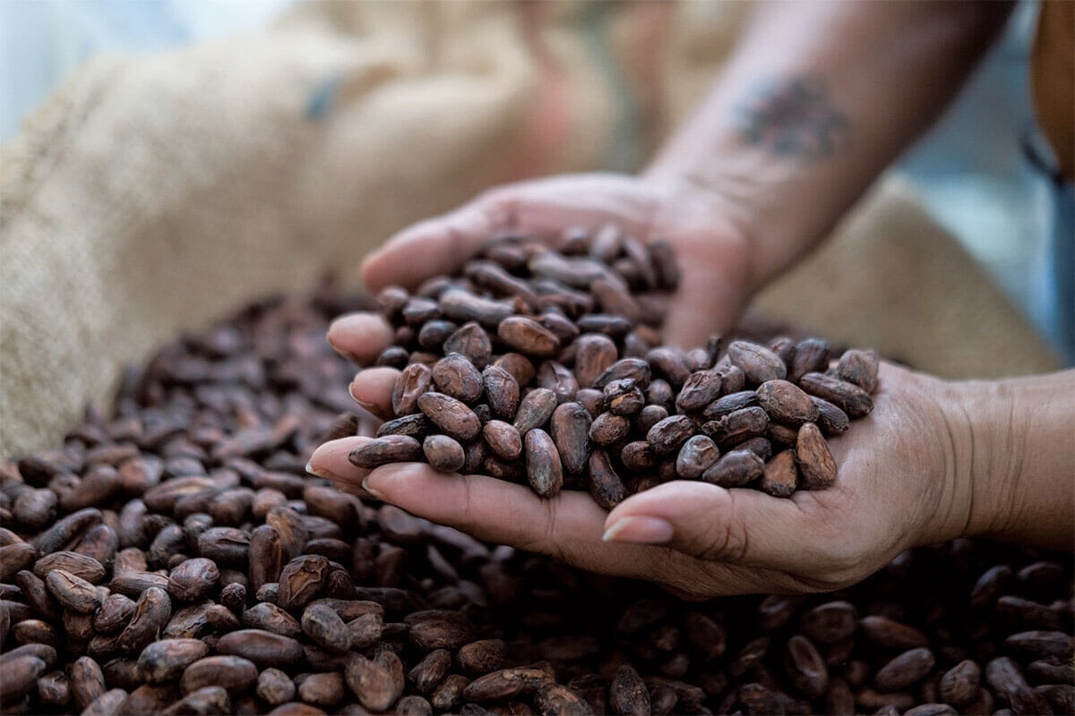 カカオ豆の高騰が止まらない...チョコ産業の未来に不可欠な「持続可能な農法」