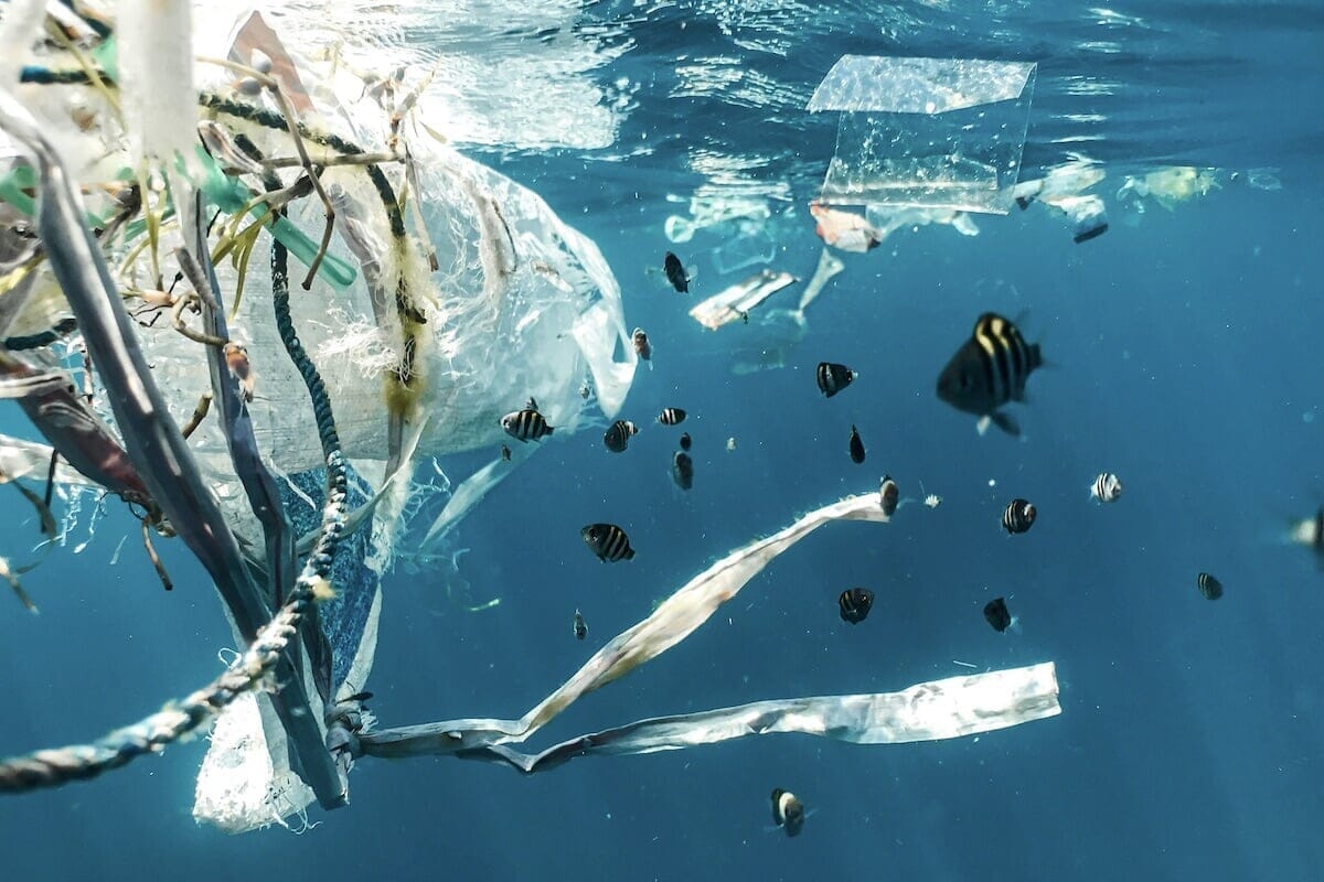 プラスチックごみが「海洋生物の胚」を死滅させている可能性