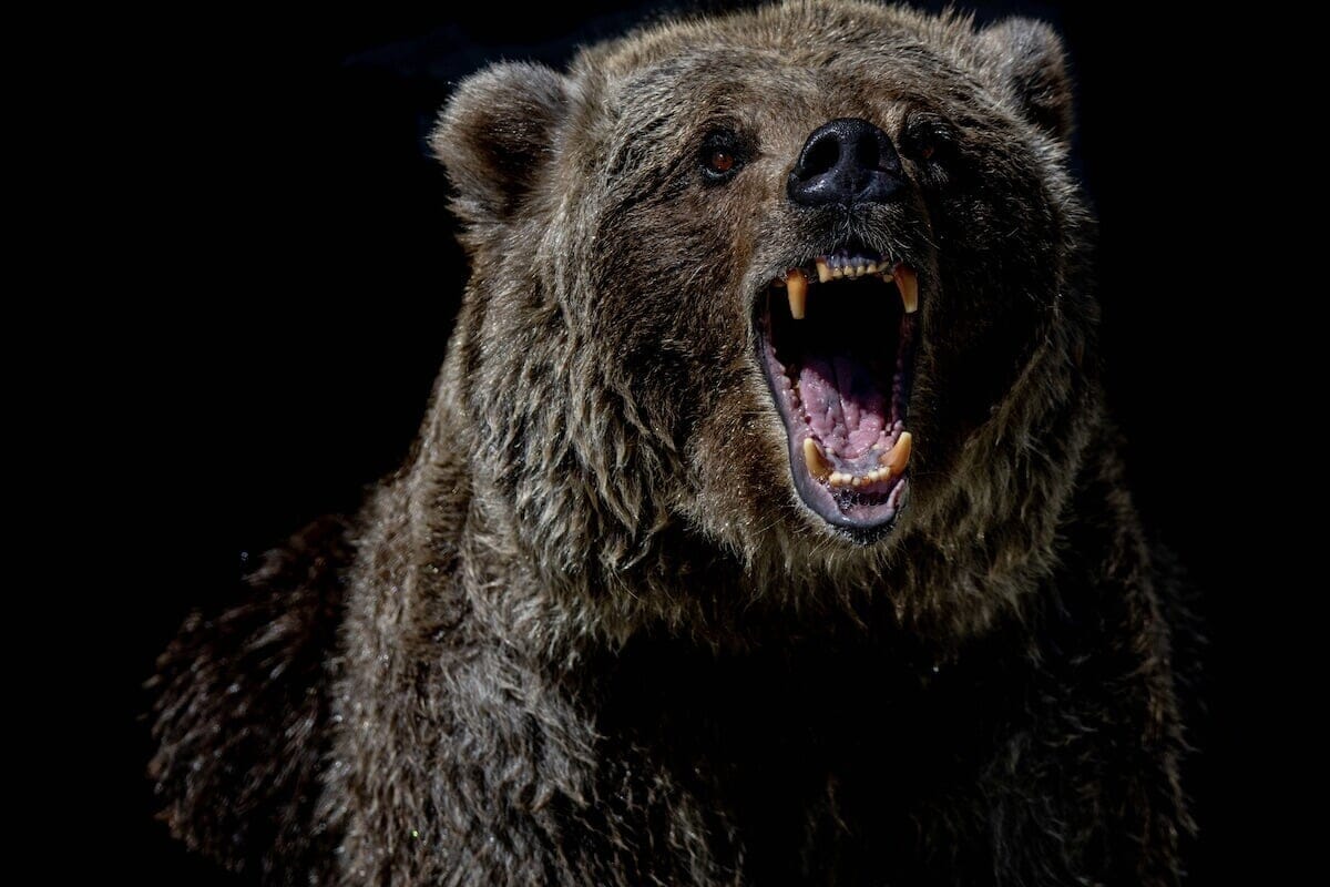 「自然は残酷だ...」動物園でクマがカモの親子を捕食...止めようと叫ぶ子どもたち