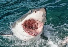 米フロリダ州で「サメの襲撃が相次ぎ」15歳少女ら3名が海水浴中に手足を失う重症【衝撃現場の動画付き】