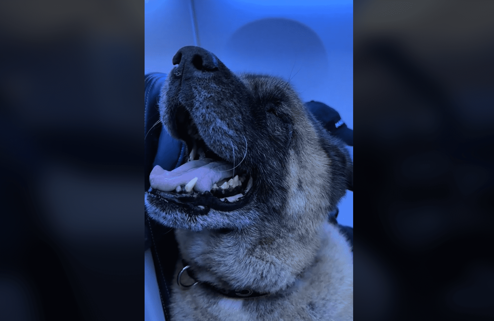ありなの？　飛行機の隣席に40kgの大型犬アメリカン・アキタ...「夢のような席」との声も