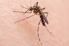これからの蚊対策は「殺さず吸わせず」　痒いところに手が届く、蚊にまつわる最新研究3選