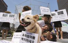 大統領も愛犬家！　韓国で「犬肉食」禁止へ...紀元前からの伝統も2027年で終わりに
