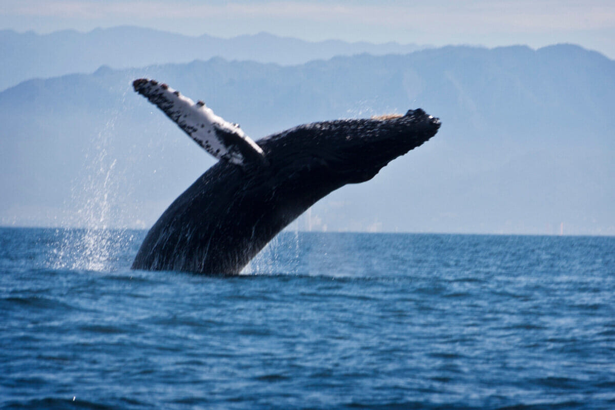 もろ直撃...巨大クジラがボートに激突し、転覆させる「恐怖の瞬間」　海に投げ出される人の姿も