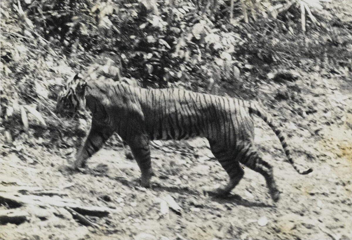 1本の毛が手掛かり 絶滅ジャワトラを追え