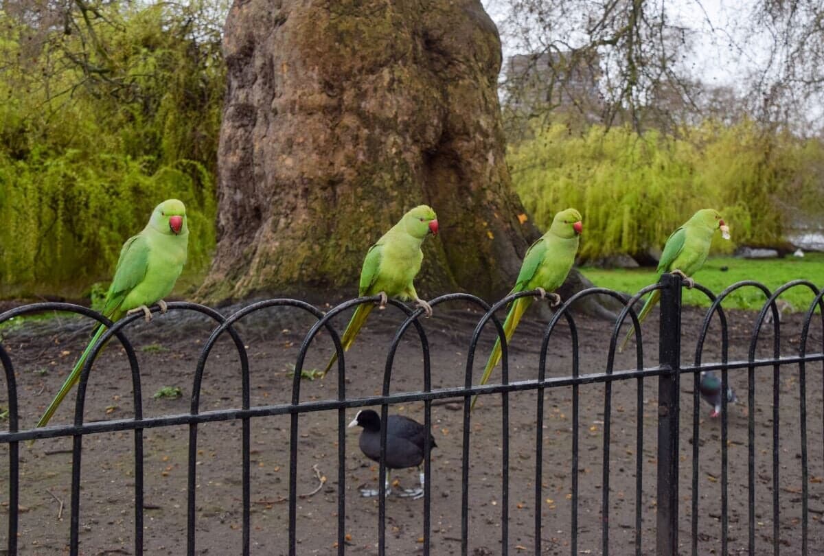 世界最高レベルの住宅街を舞う大量のインコ