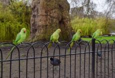 世界最高レベルの住宅街を舞う大量のインコ