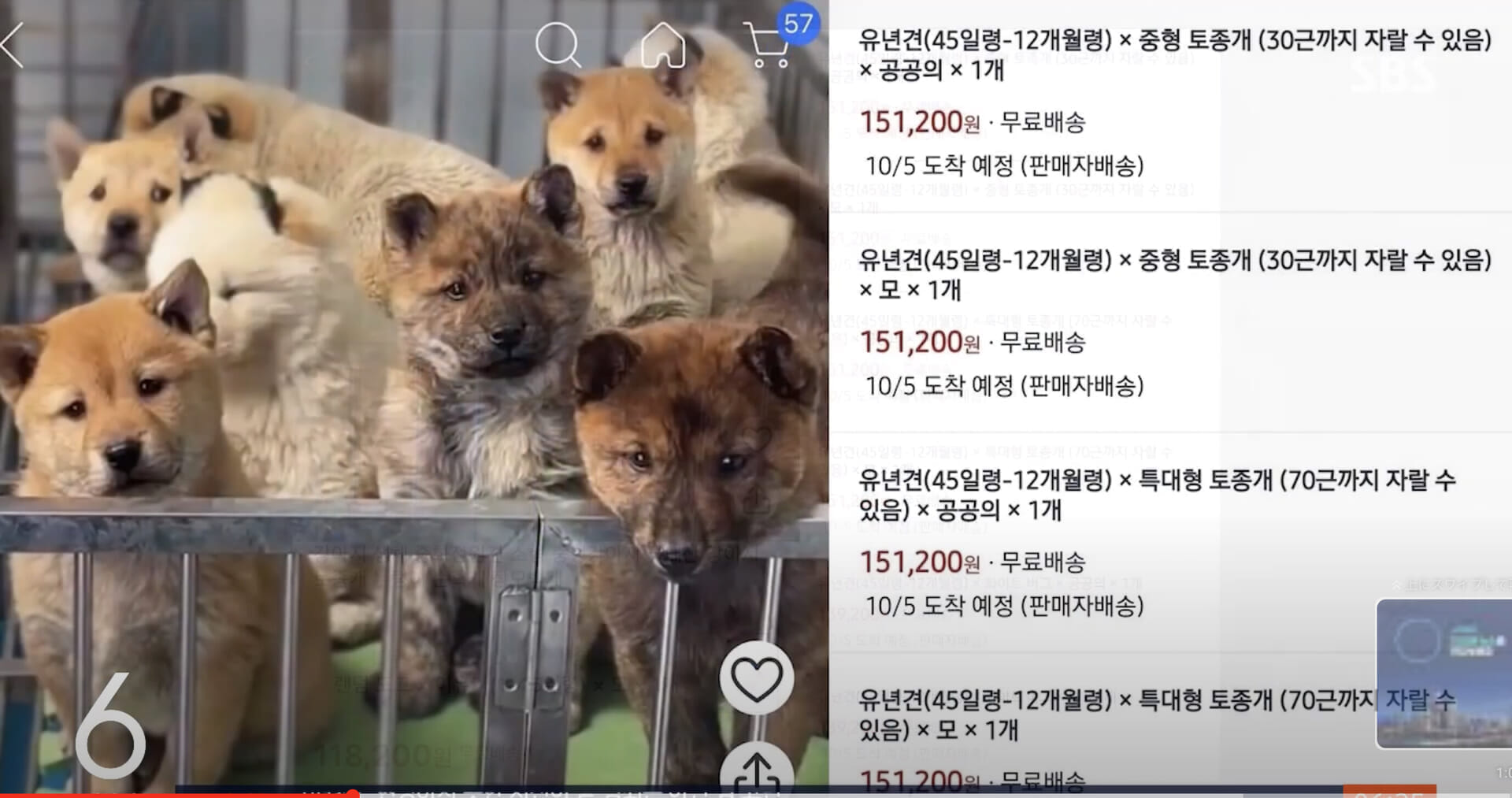 ｢生後45日までの子犬、宅配便で配送します｣　韓国ペット販売業者､通販サイトへ掲載