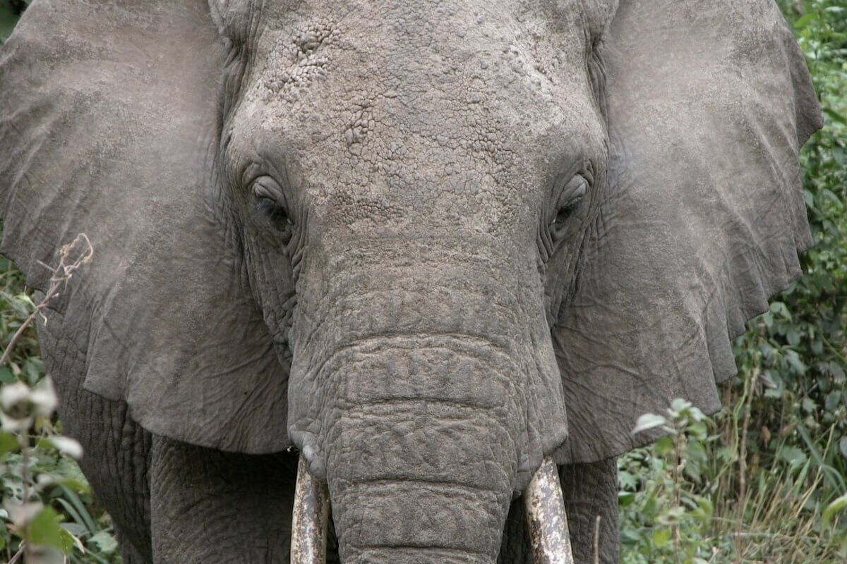 干ばつに揺れるナミビア...政府の野生動物殺処分計画が激しい反発を呼ぶ理由