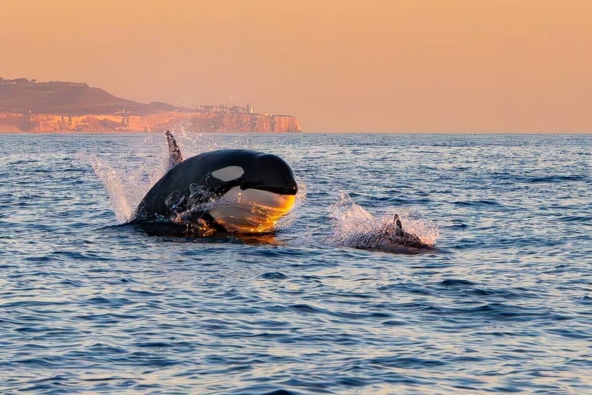 南洋のシャチが、強烈な一撃でイルカを「空中に弾き飛ばす」瞬間を撮影...残酷で完璧な狩りのスキル