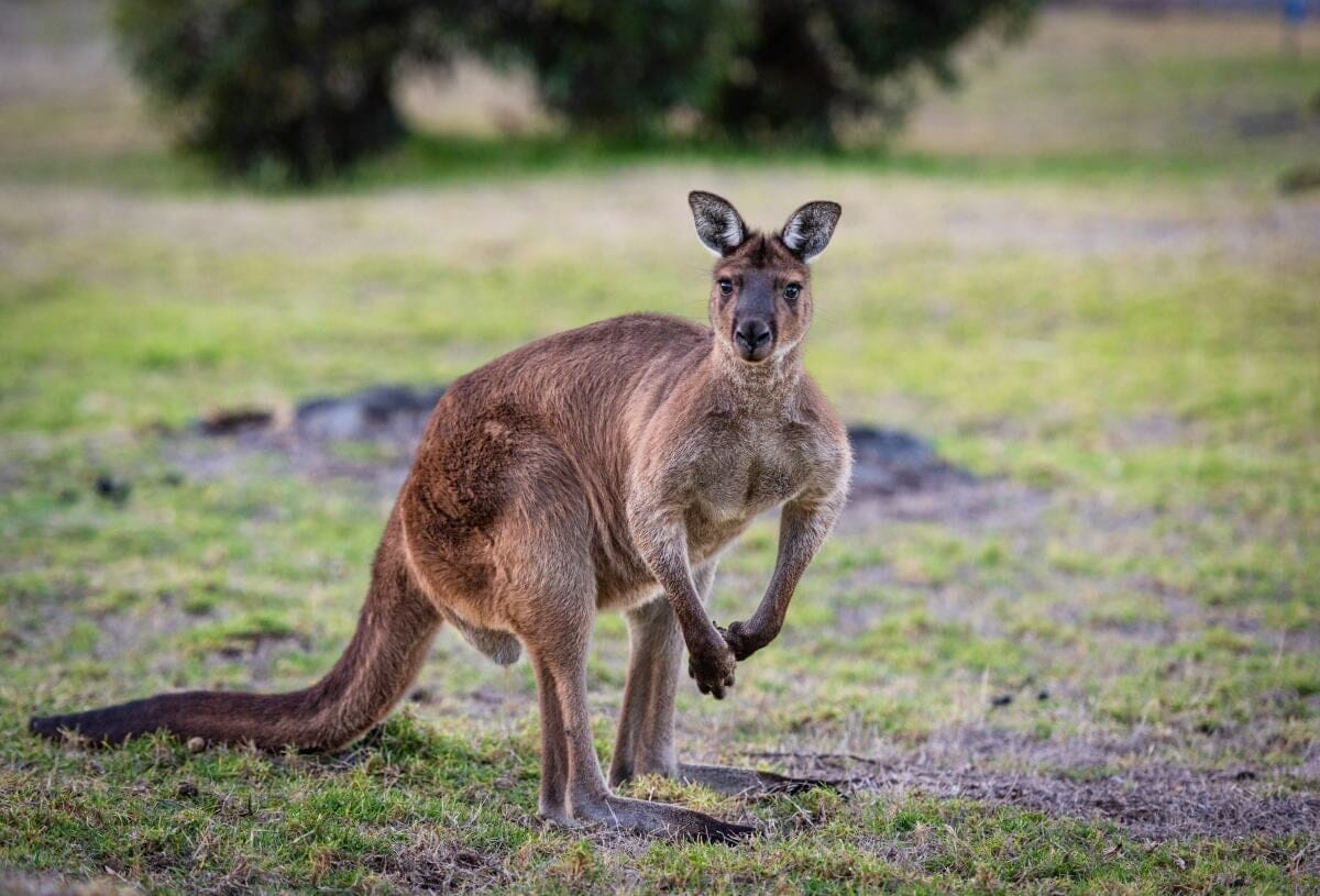 カンガルー、こんなことができたとは...「水面を走る」忍者のような姿を捉えた映像に、驚きの声