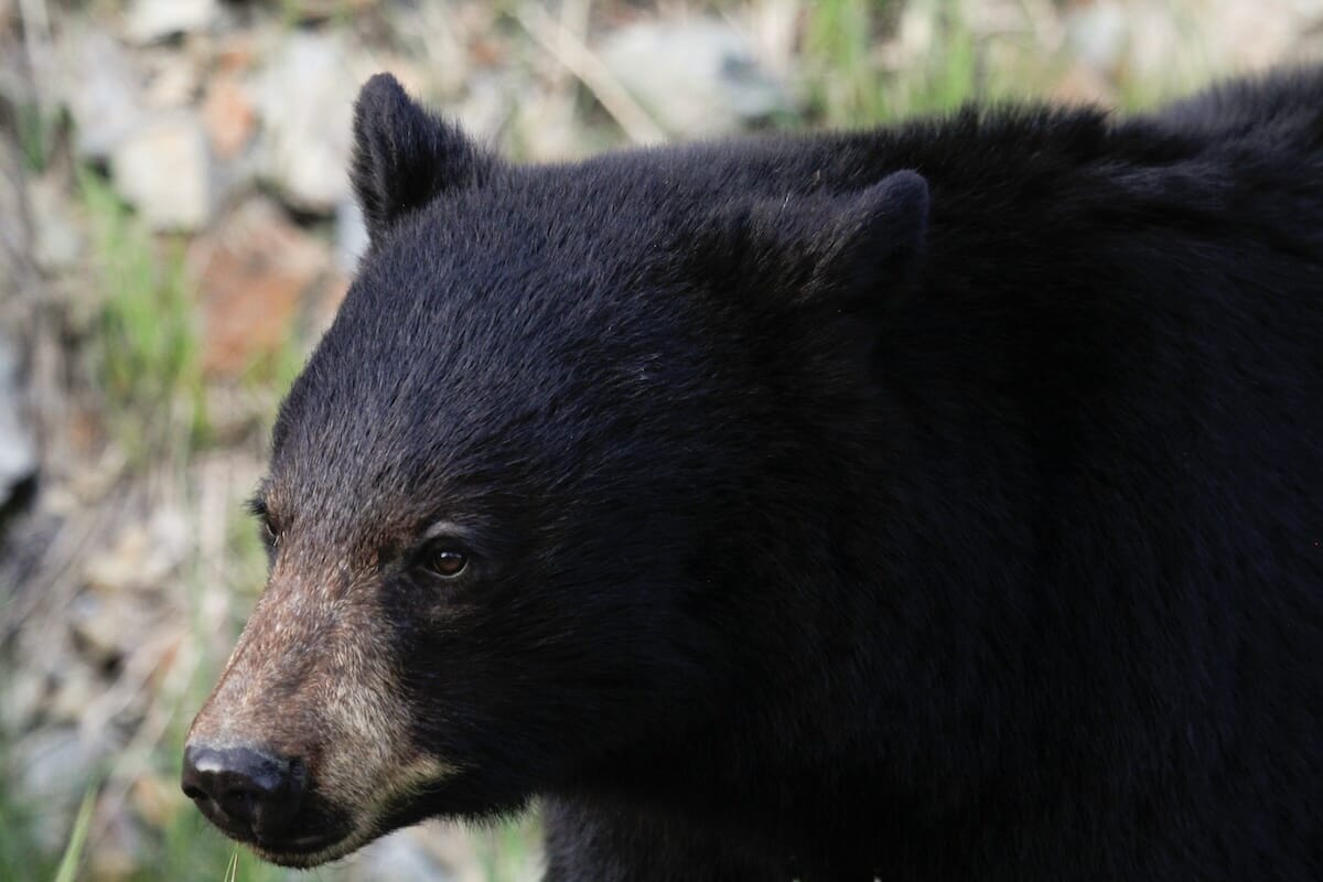 クマの住宅侵入が急増...市街地で懸念広がる