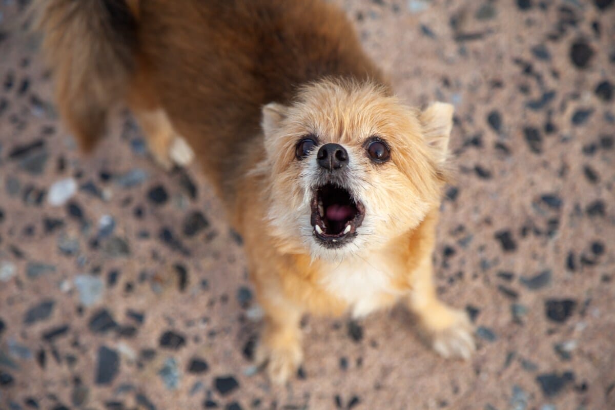 犬は「異変」を予知していた？ 住宅を破壊した「突風」映像...直前にペットが見せた行動に注目集まる