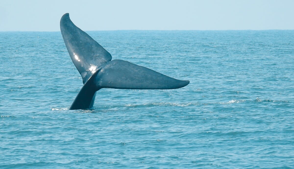 「海洋恐怖症も忘れるくらい...」ボートの真下に出現した巨大クジラを撮影した動画に世界中から称賛の嵐