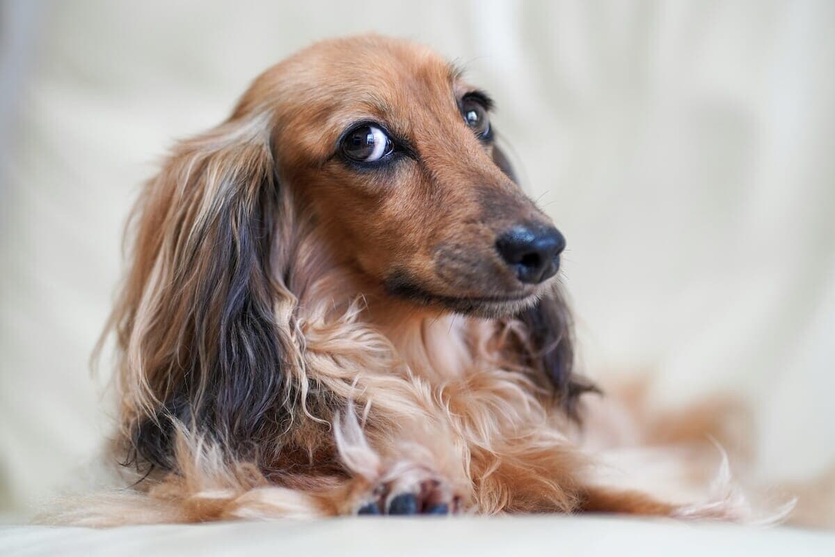 尻尾を振るバレリーナ？ 犬がTikTokで完璧なアラベスクを披露