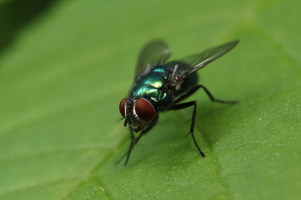 「ハエへの殺虫効果」「オスにとって精力剤的な一面」を確認...岡山大「カフェイン×昆虫」研究の成果と期待される応用