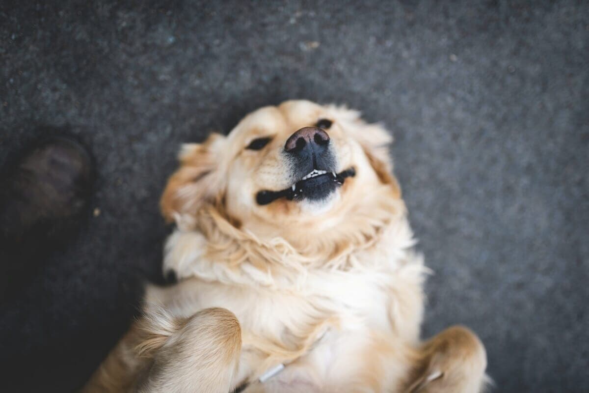 番犬にはなれません」配達員にしっぽフリフリなゴールデンに爆笑