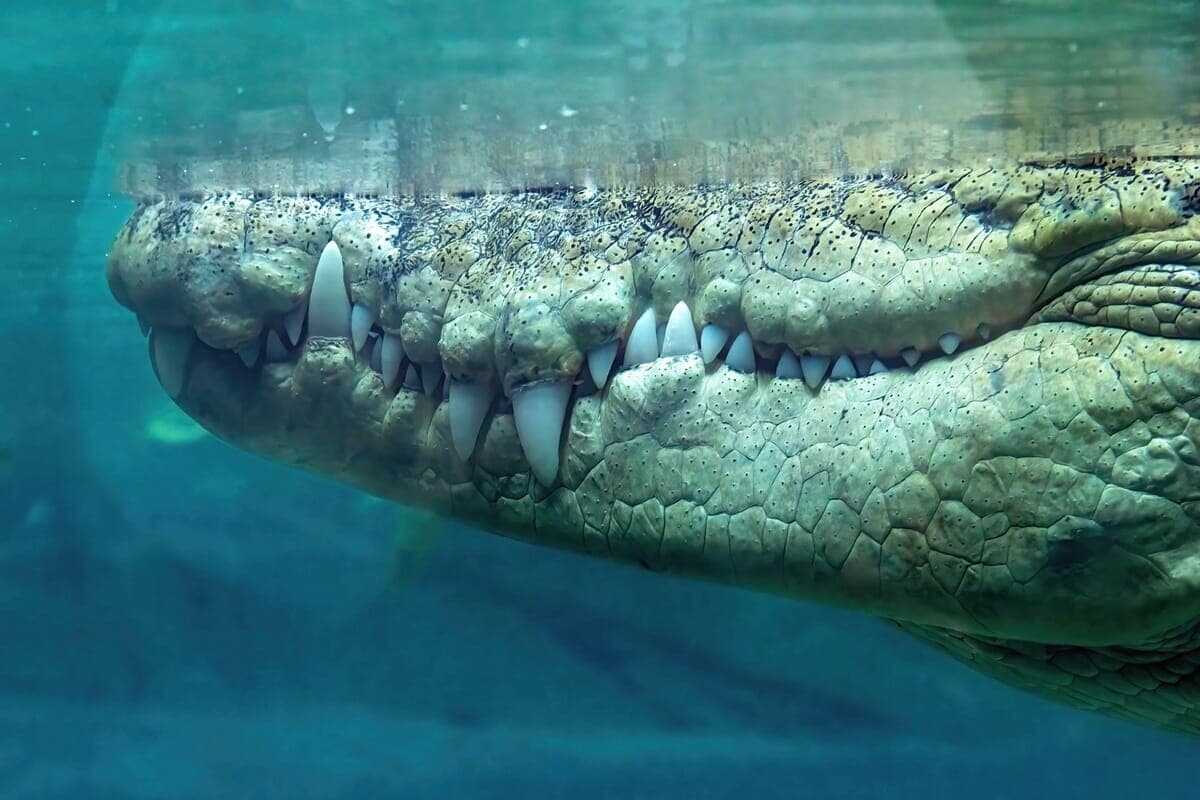 地球を食べるワニ 塩水ワニは地球上最大の生息ワニで、すべての動物の中で最も強い