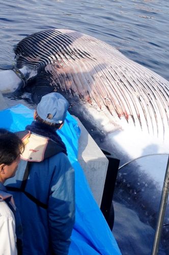 東京湾でクジラの死骸が見つかる