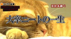 「猫の一生には150万円必要」では、『大卒ニートの一生』にはいくら必要なのか。禁断の検証してみた
