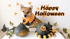 柴犬がハロウィン衣装で「Trick or Treat！」 小首をかしげる“おねだりポーズ”がさく裂し「かわいい」の声