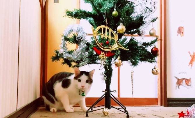 猫「オーナメント狩り放題ニャ!」猫の前でクリスマスツリーを 猫「オーナメント狩り放題ニャ!」猫の前でクリスマスツリーを