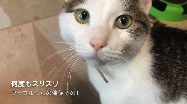 「お腹空いた！ ご飯ちょーだい！」食いしん坊の猫ちゃんが、あの手この手でおねだり大作戦