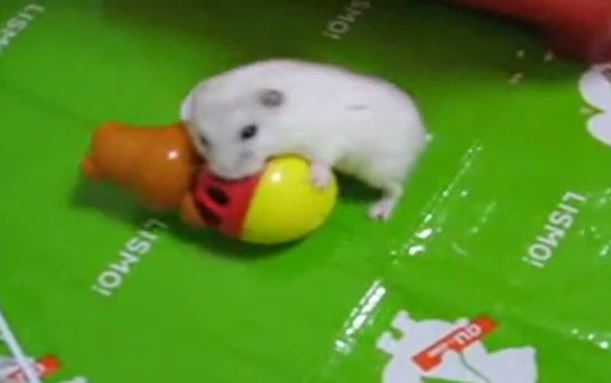 ハムスターがおもちゃと格闘してヒマワリの種をゲット こっそりパイプで食べようとするも ふくらんだ頬袋で詰まってしまう 記事詳細 Infoseekニュース