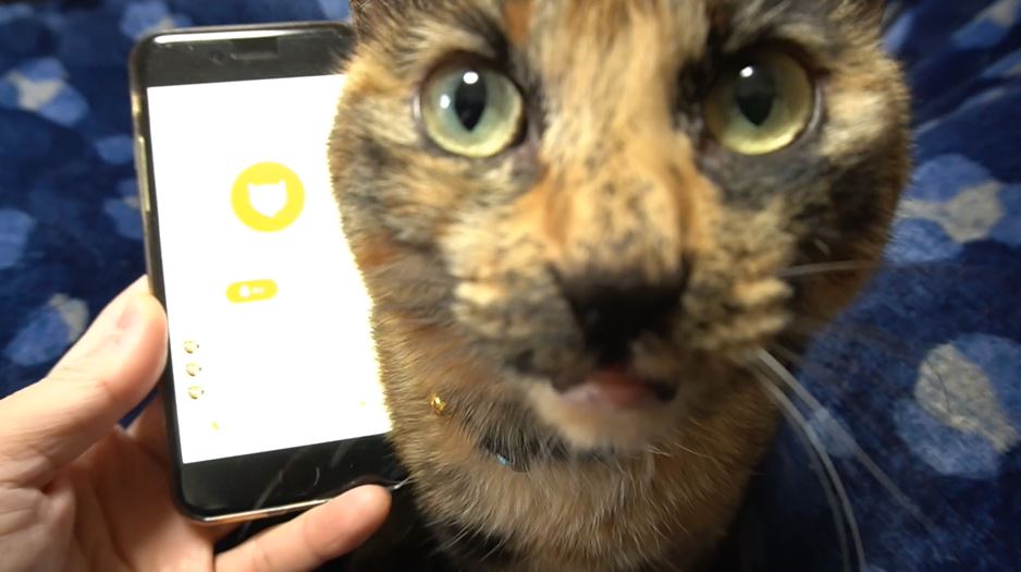 猫語翻訳アプリ「ダラダラしてる」猫のゴロゴロ音も“驚きの精度”で訳してみせる！
