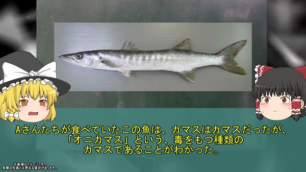 オニカマス（バラクーダ）は絶対に食べないで！ 「シガテラ毒」により意識不明状態となった恐怖の事故を解説