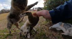 撫でられたいニャ！ 野良猫を撫でていたらヤキモチでケンカも始まり修羅場状態に