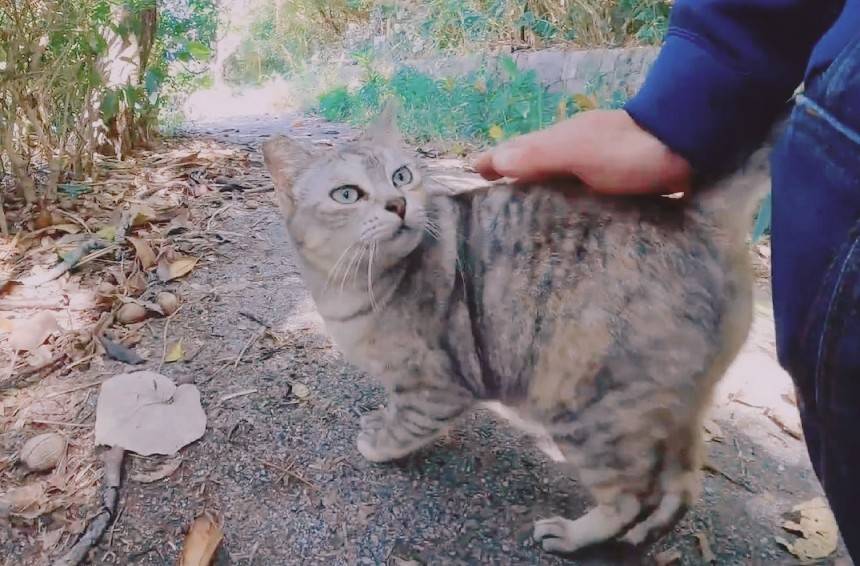 猫「ここで撫でるがよい」野良猫について行ったらナデナデを要求された！