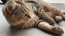 猫「おうちが1番ニャン！」 日陰のコンクリート＞日向のお散歩な猫ちゃんの生態
