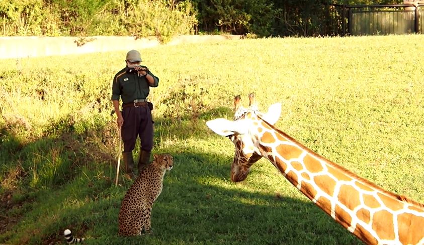 おうちに帰りたくないチーターが飼育員さんから逃げ出した！ 寝そべったりと全身での帰宅拒否アピールに「蛍の光を流そう」