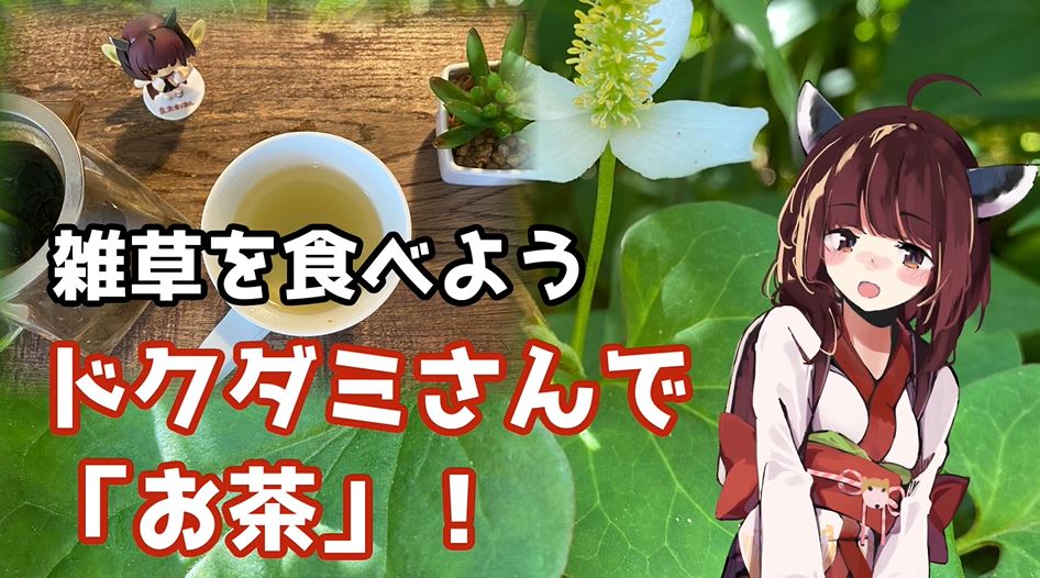 今が旬の「ドクダミ」でお茶を作って飲んでみた！ “日本三大薬草”の味わいは意外にもマイルドだった