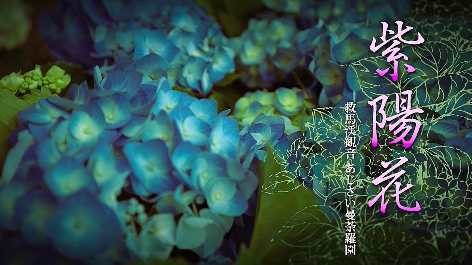 1万株のアジサイが咲き誇る和歌山「あじさい曼荼羅園」へ行ってきた！ 熊野の木立の中に浮かび上がる120種のアジサイが美しい