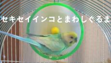 ハムスターかと思いきや“インコ”が「回し車」で遊び倒す！ 勢いのあり過ぎるその走りに「すご！」「がんばれ」の声