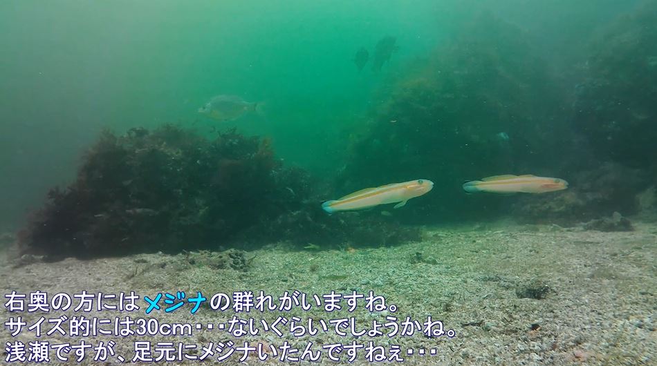 横須賀市「海辺つり公園」で水中撮影！ 次々と魚たちが現れる海の映像に「きれいだなあ」「癒された」の声