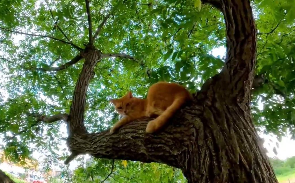 「ニャ～ン」と木の上から呼び掛けて来た野良猫、ゴロゴロと転がって甘え倒す！