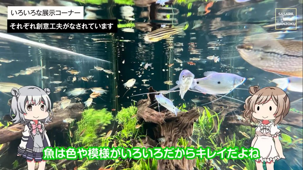 川魚が主役の水族館「栃木県なかがわ水遊園」に行ってきたよ！ 色とりどりな魚が見られるアクアリウムや360度トンネル水槽も