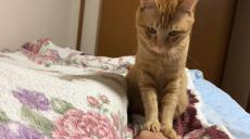 断固おさわり拒否の猫ちゃん、飼い主さんの手をギュッと“両足で”踏み続ける！