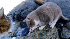 「猫島」の海辺に集まった猫、水を避けつつ打ち上がった魚を捕まえようと“狩り”を試みる！