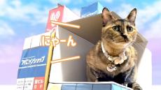 「新宿東口の3D猫」をうちのニャンコで再現！ はたして猫たちは手作りビルから飛び出してくれるのか!?