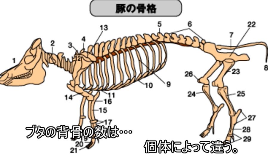 ブタの「背骨の数」は個体によってバラバラ！ 哺乳類の中でも特殊な“ブタの事情”について解説してみた