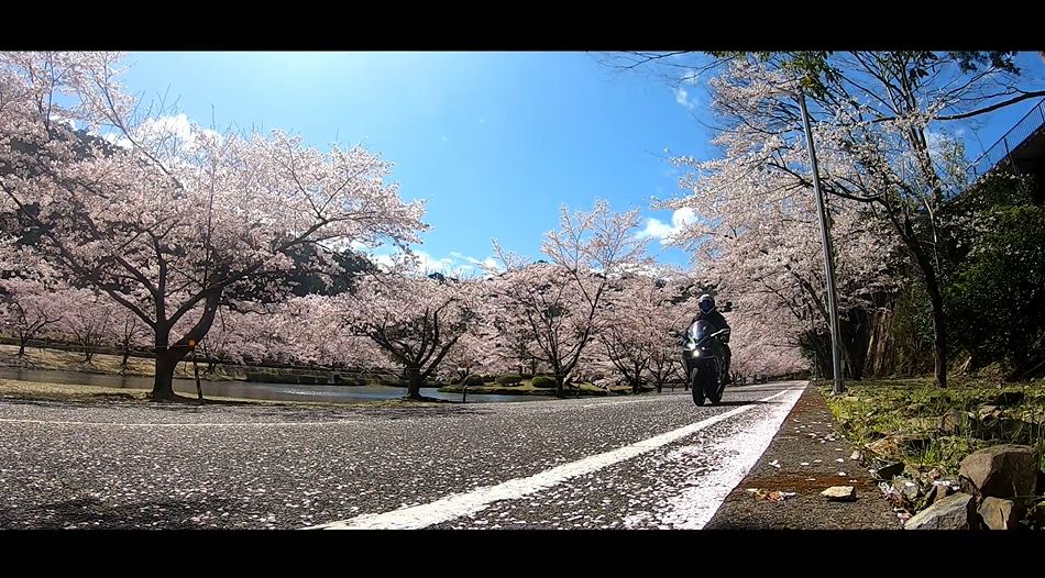 奈良県吉野郡へ桜を見に行ってきた！ 満開の桜並木を駆け抜ける爽快感に「いいねぇ」「春だなぁ」の声