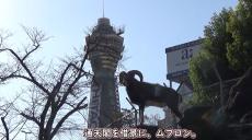 大阪の天王寺動物園へ行ってきた！ 超高層ビルを背景にたくさんの動物たちがくつろいで「かっこいいしかわいい」の声