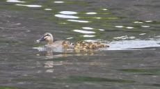 赤ちゃんカモが流れ落ちる!? 滝のように流れる水を前にしたカルガモ親子の反応