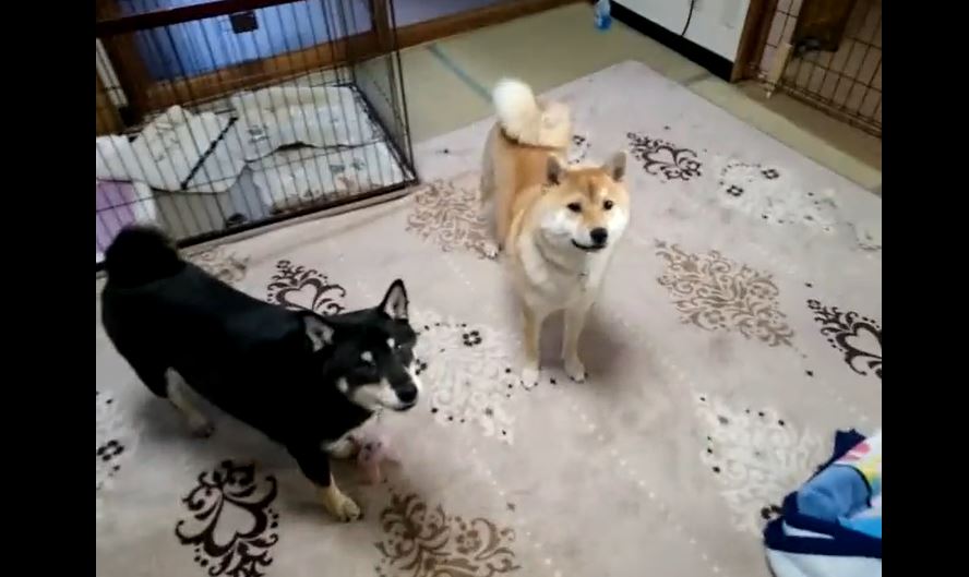 赤柴「次どうぞ」黒柴「いや自分は…」 運動神経に差のある柴犬たちのキャッチボール