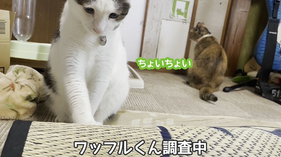 「かくれんぼ」をして遊んでいた猫たち、どうしても“追いかけっこ”になってしまう